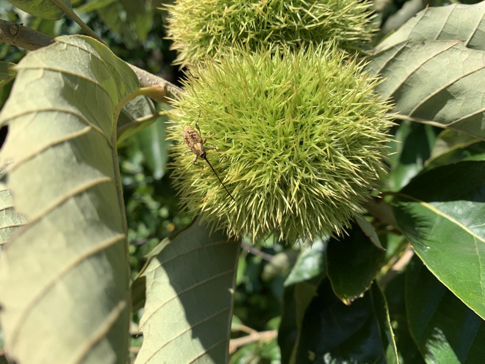A slightly wider shot of the same Chestnut Weevil species perched on a spiky green chestnut burr. The image shows the surrounding serrated chestnut leaves, providing a sense of scale for the insect and the developing fruit.