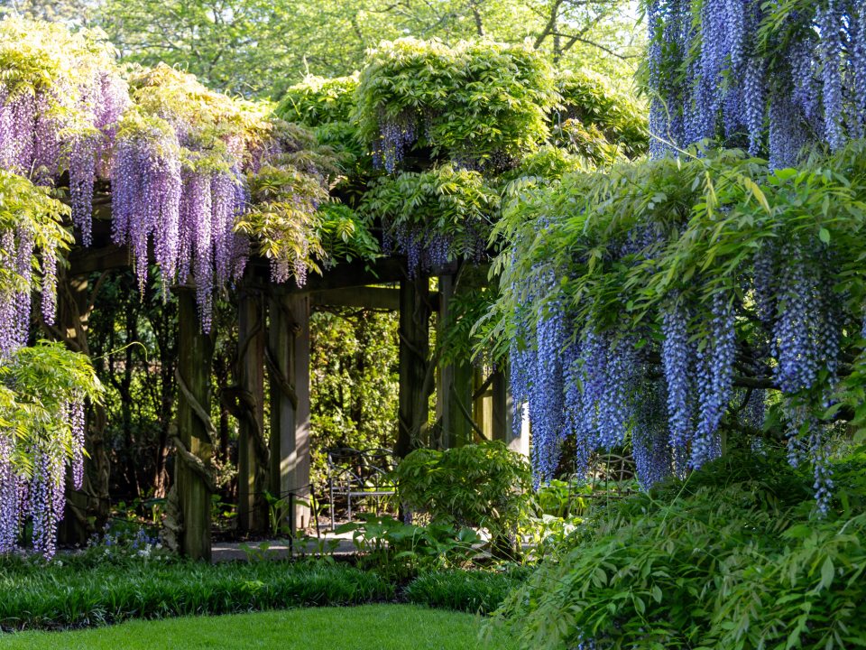 A perspective shot looking down a stone walkway in a formal garden. The path is flanked by low stone walls and topped with a series of wooden beams that support a dense ceiling of purple Wisteria. The far end of the path opens into a sunny courtyard with green manicured hedges.