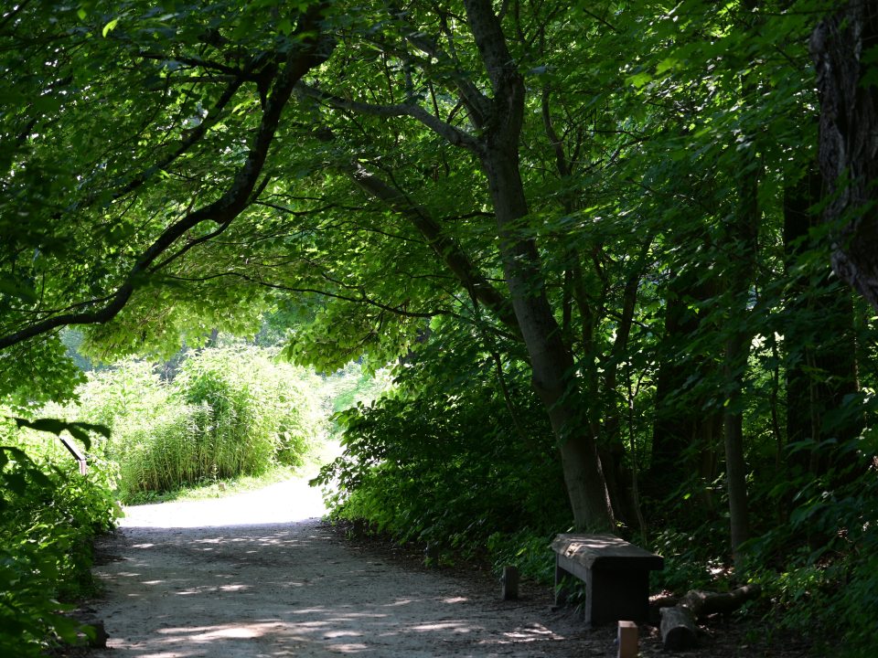 A shaded, gravel entrance to a meadow. A dense canopy of vibrant green maple leaves creates a natural tunnel over the path. A simple wooden bench sits in the shadows on the right. The end of the path opens into a bright, sunlit area of tall green vegetation.