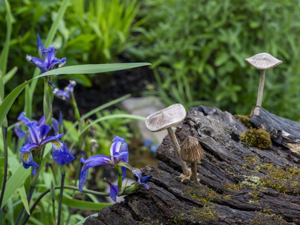 A close of of a section of a wood stump with mushrooms growing on it, surrounded by purple flowering orchids. 
