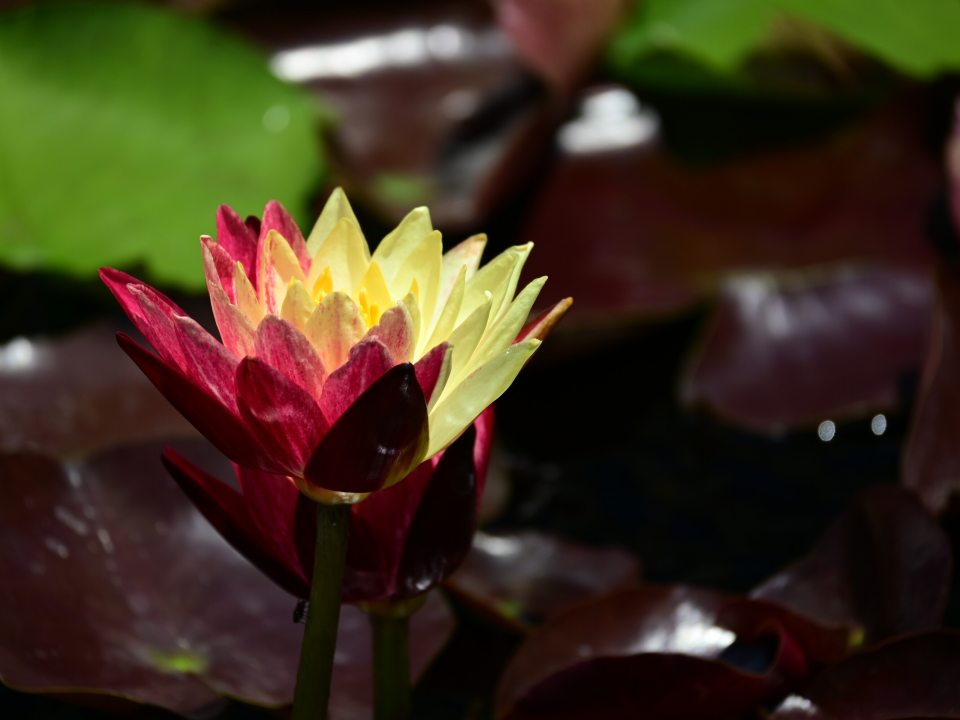 A close-up side view of a single hardy waterlily (Nymphaea 'Ring of Fire') flower rising above dark maroon pads, showcasing petals split vertically in contrasting shades of yellow and deep red.