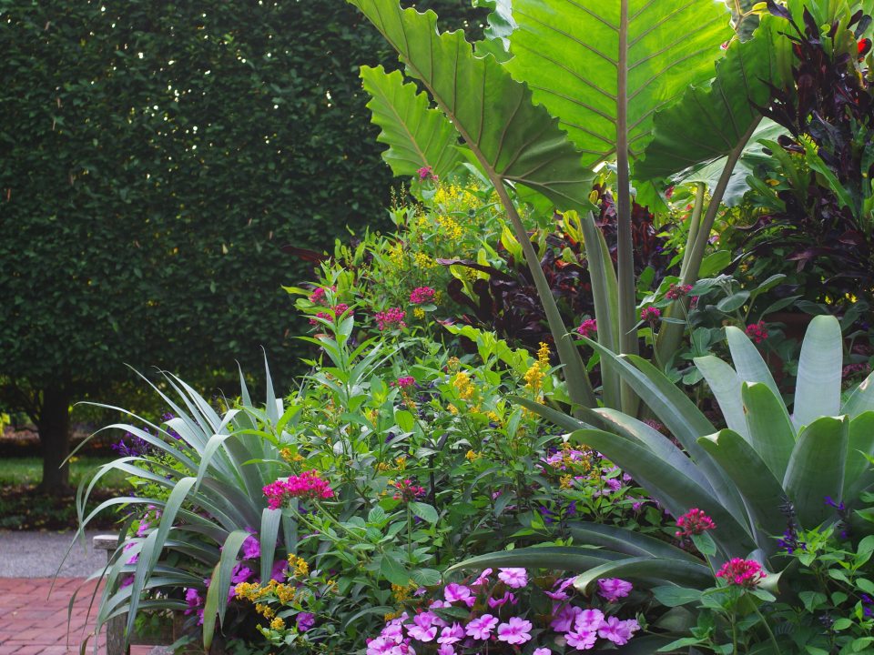 A lush container garden arrangement featuring giant elephant-ear leaves, spiky agaves, and vibrant pink and yellow flowers against a dark green hedge.