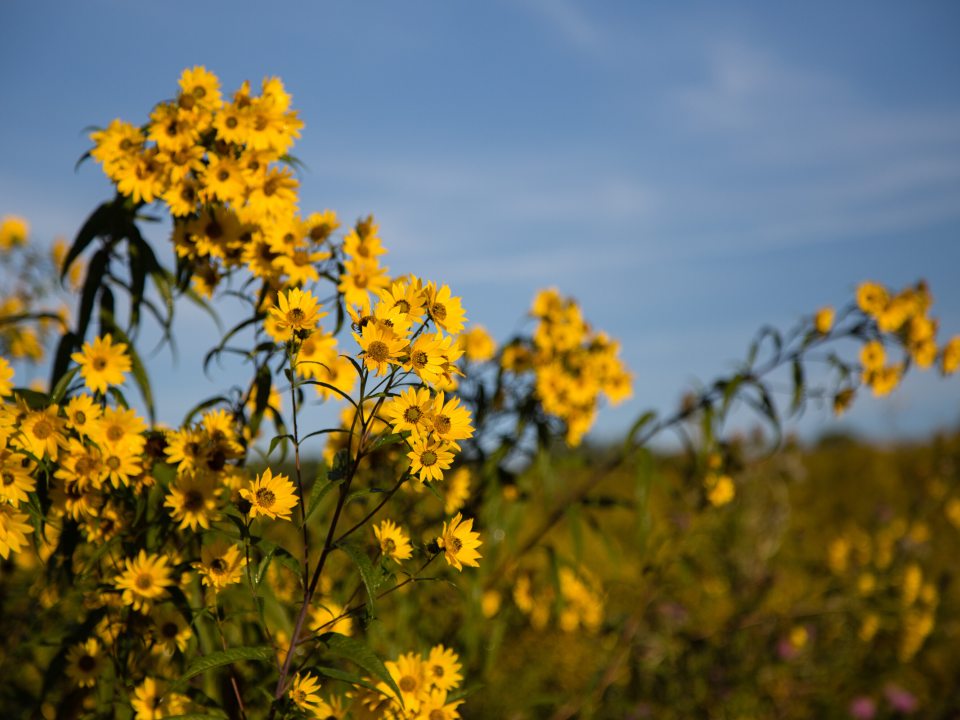 close-up of a bright yellow sunflower in full bloom with a bee on its textured center, flanked by closed green flower buds and leafy stems.