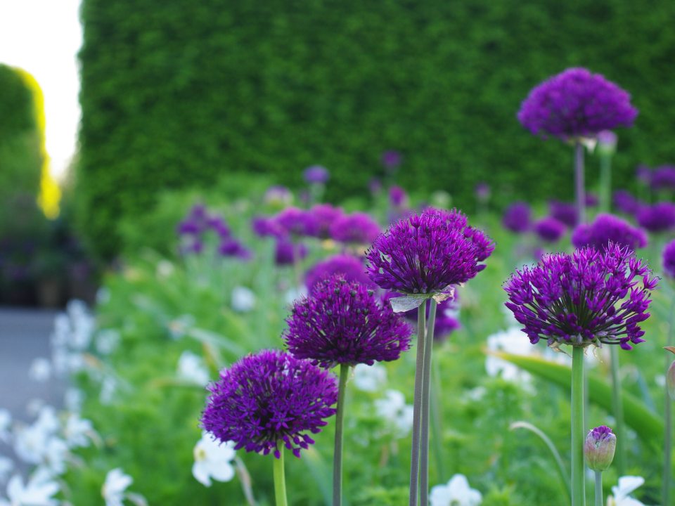A close-up shot of round, vibrant purple Allium 'Purple Sensation' flowers blooming in the Annual Corridor in May 2026, set against a dark green hedge and a blurred stone pathway.