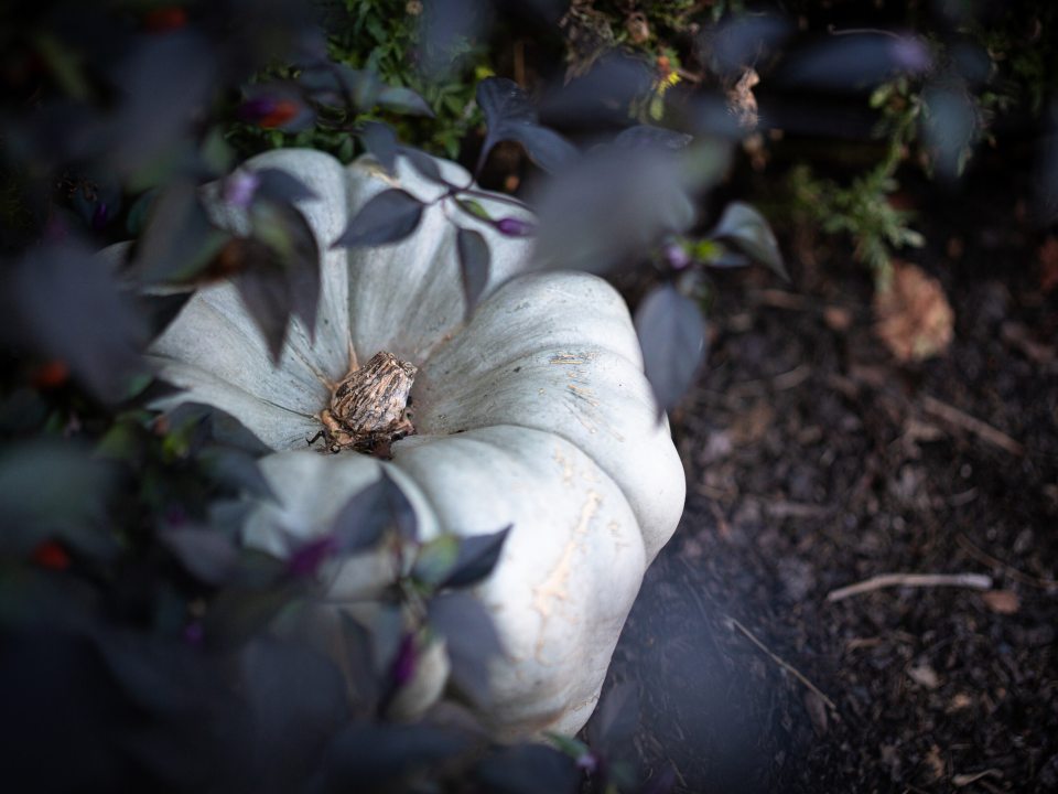 A pale, ribbed white pumpkin rests on dark soil, partially framed and framed by deep purple and green foliage in an outdoor garden bed.