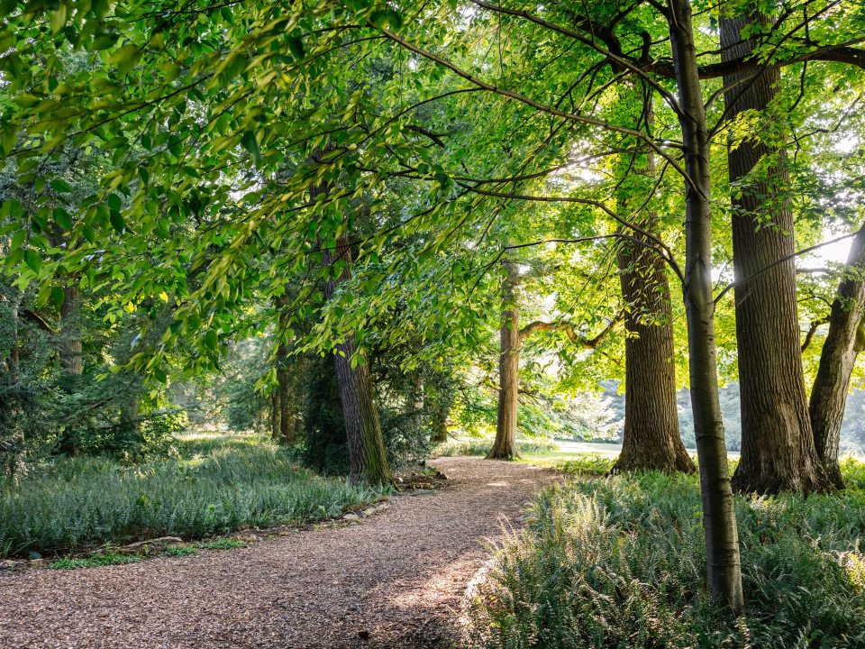A sunlit gravel pathway curving through a dense wooded park, flanked by lush green ferns and mature trees casting dappled shadows.