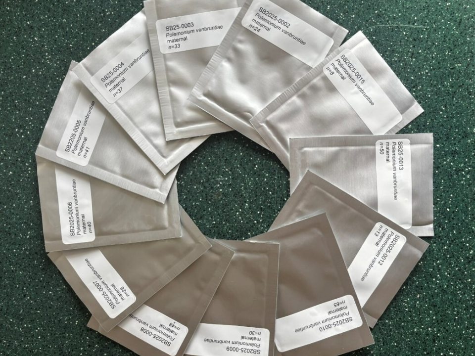 Twelve silver foil seed packets labeled with botanical names arranged in a complete circle on a dark green countertop.