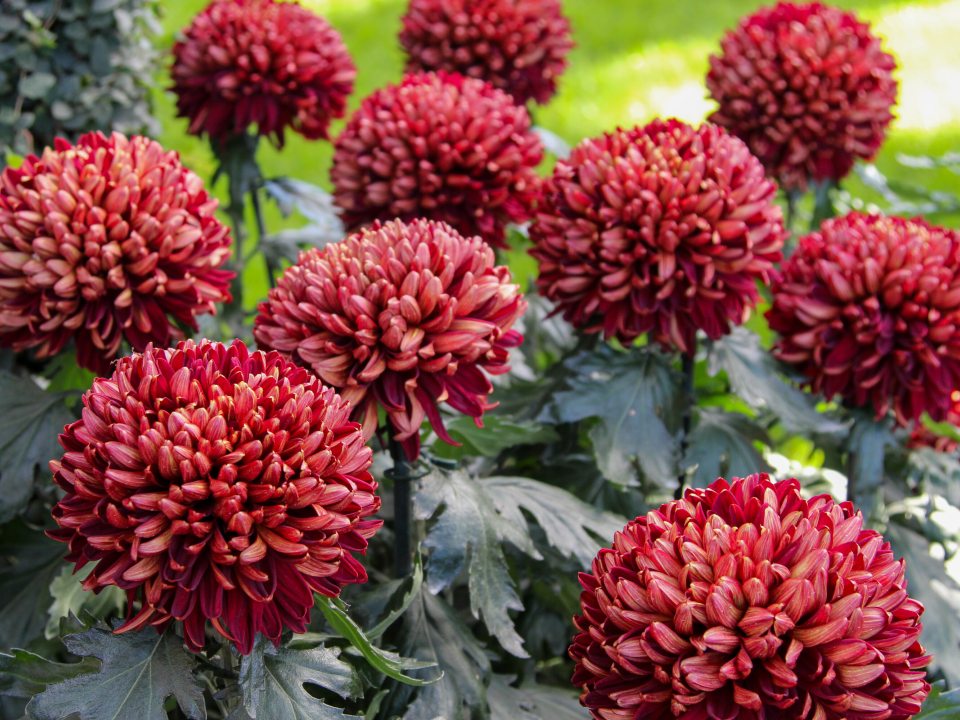 A vibrant close-up of deep red and copper-colored pompon chrysanthemums with tightly packed petals and green foliage.
