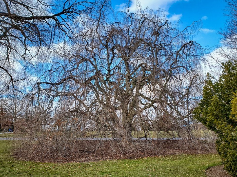 a Weeping Beech with a bright blue sky and fluffy white clouds in the background 