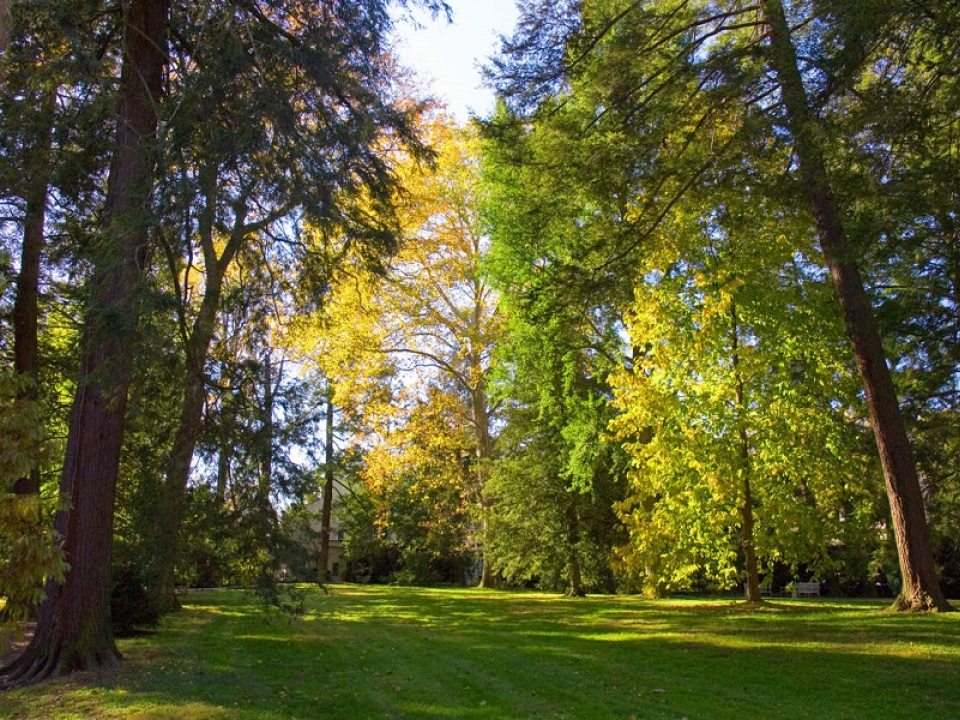 trees turning a green, yellow, and red shade 