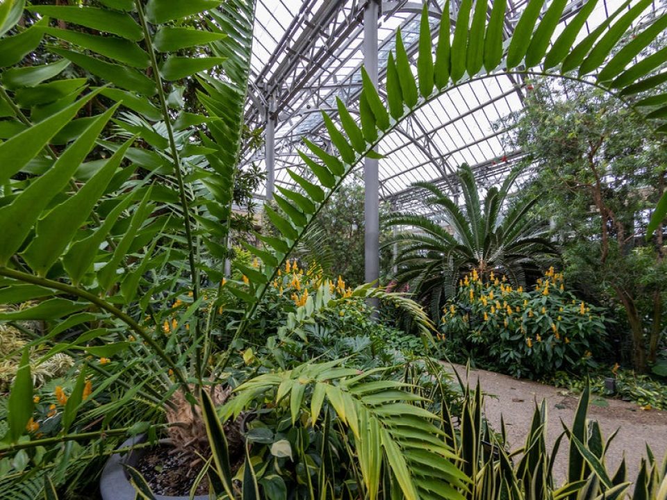 inside of a greenhouse filled with tropical green plants
