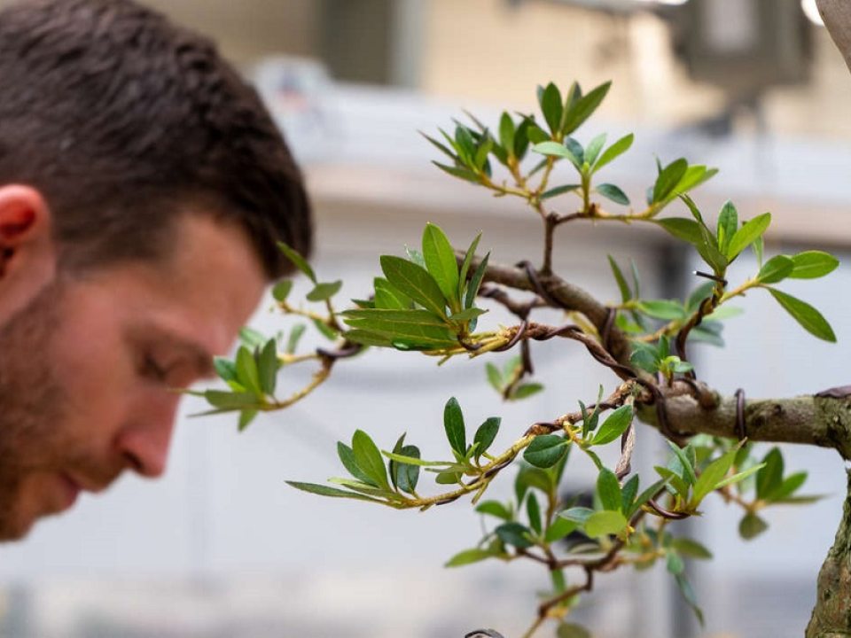 close up of a bonsai tree getting trimmed and wired