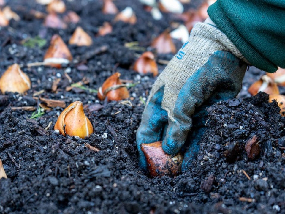 a gloved hand presses a flower bulb into bare soil