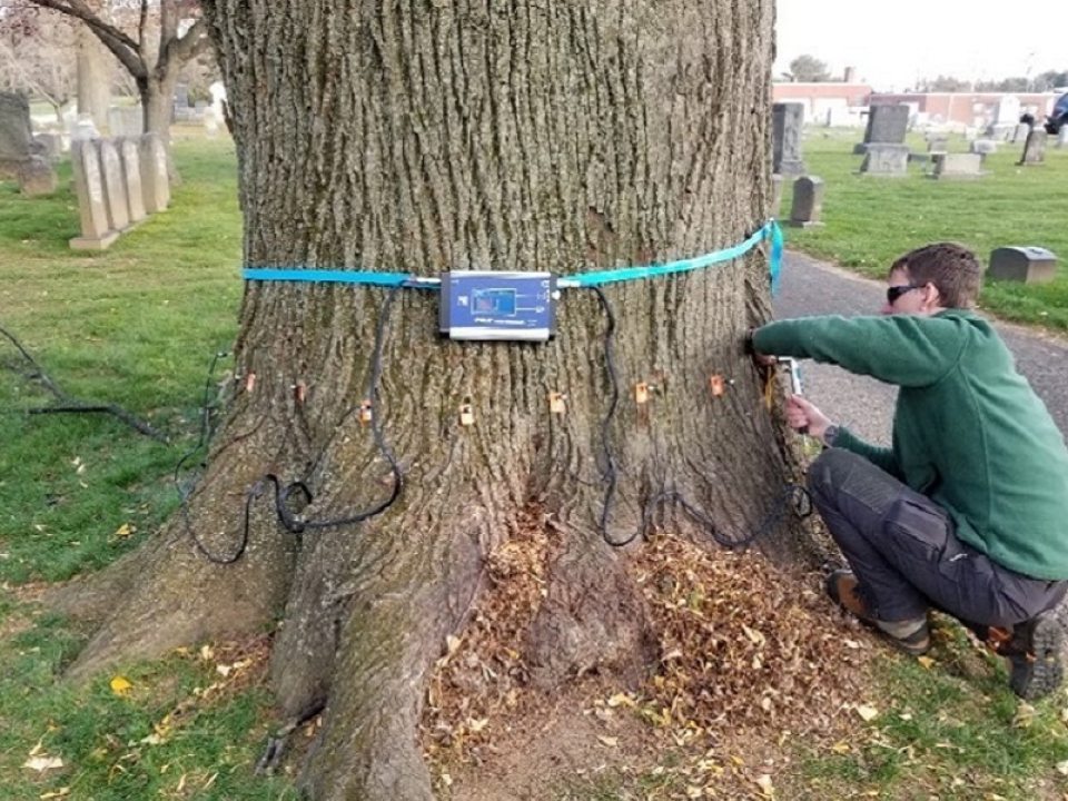 a person crouched and tying equipment onto a tree that is in a cemetery 