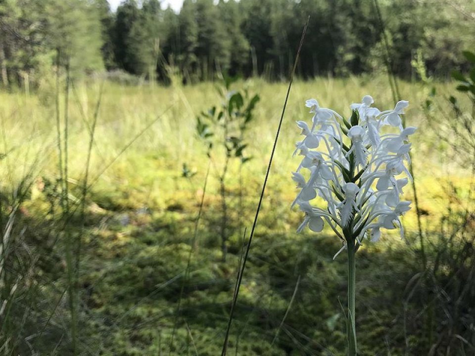 tall thin flower stem with multiple white orchid blooms in a field