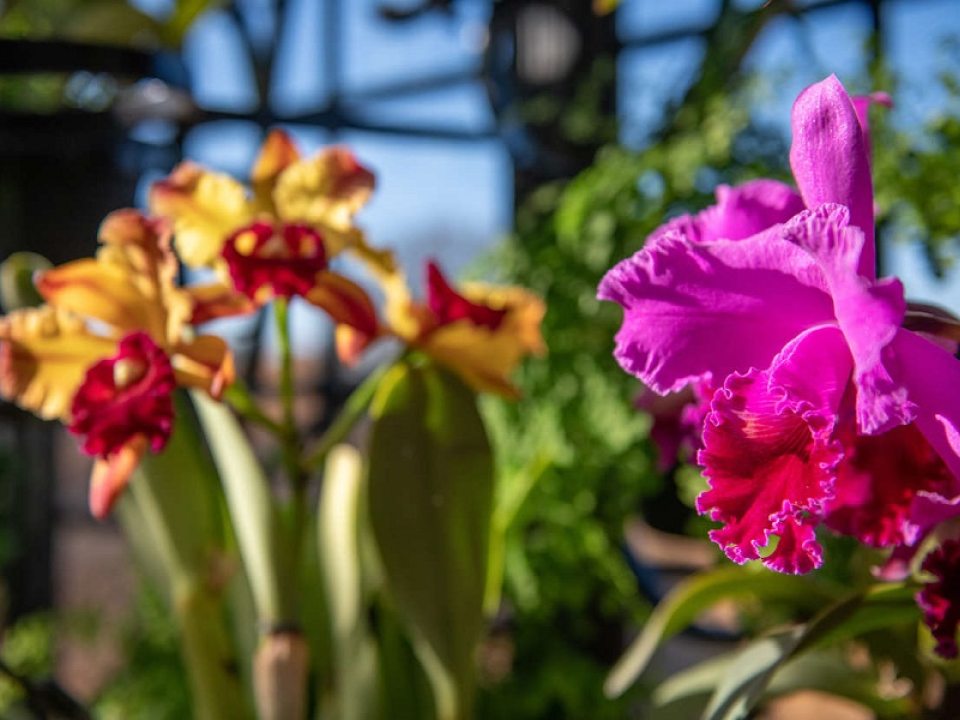 a close up of a pink orchid with a yellow and red orchid in the background