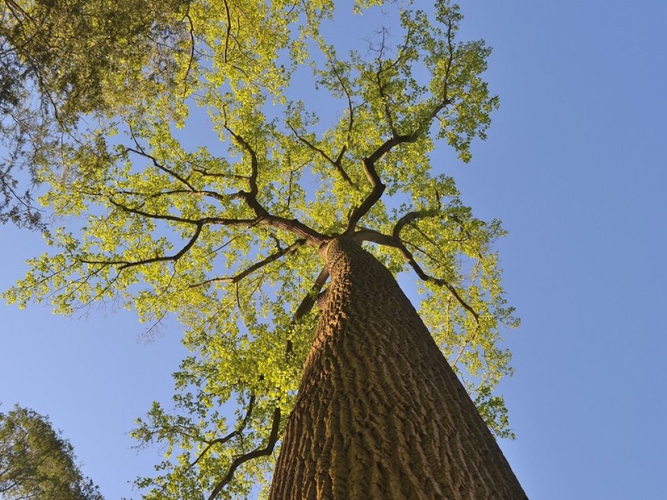image of a tree looking up at the sky next to the trunk