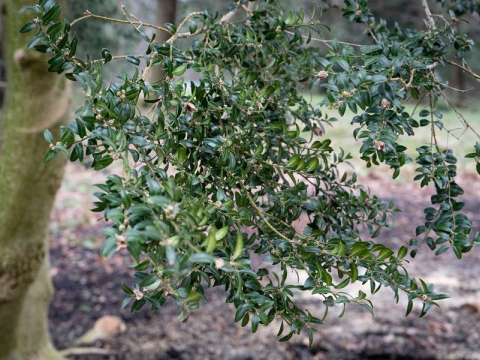close up of a branch of boxwood leaves 