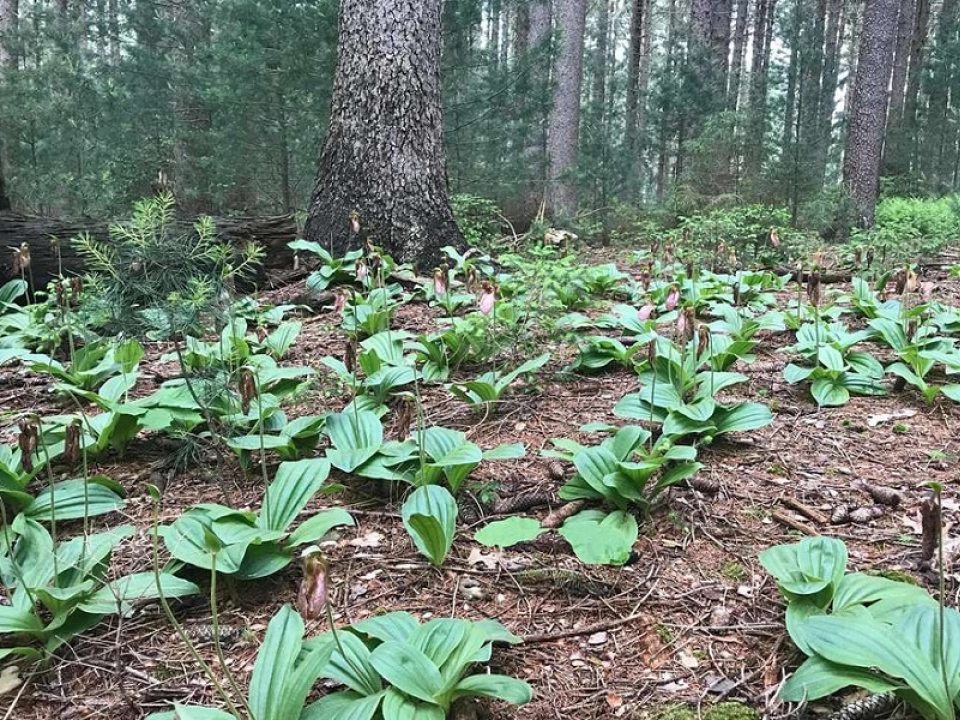 a cluster of wild orchids covering the ground in a forest 