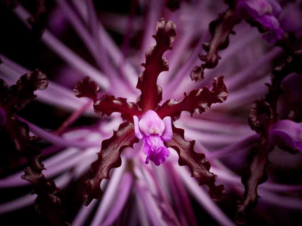 a zoomed in photograph of a vibrant purple orchid bloom 