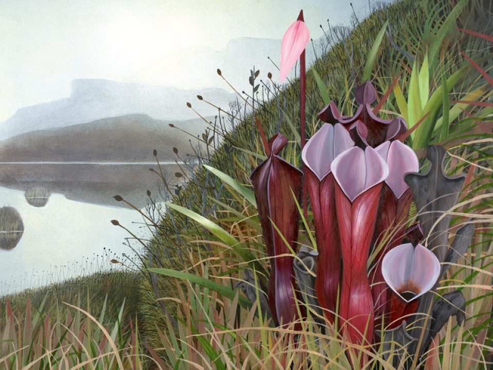 Painting of large hollow red plants with pitcher-like openings on a green hillside with misty hills in the background