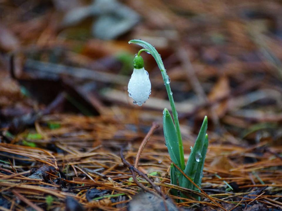 A delicate white bud dangles from a small, spring green flower stem on a field of pine needles