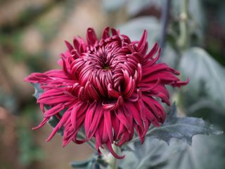 A close-up of a deep magenta, dark red, or burgundy 'spider' or 'fujin' type chrysanthemum flower with long, curling, and tubular petals.