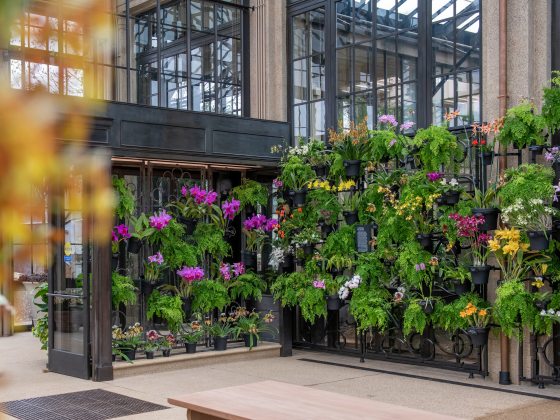 plants with green foliage and multi-colored flowers hang in pots on a black trellis on glass walls