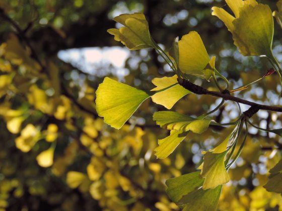 close up of a yellow gingko leaves