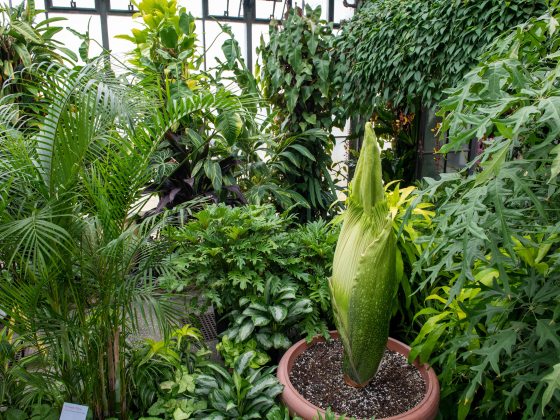 small titan arum plant blooming in a pot