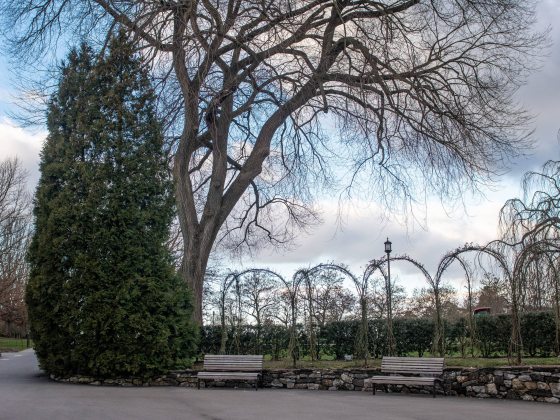 an empty arbor next to a a tall evergreen and a tree with bare branches, against a wintry sky