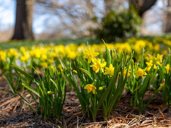 Close-up of an area of small yellow daffodils