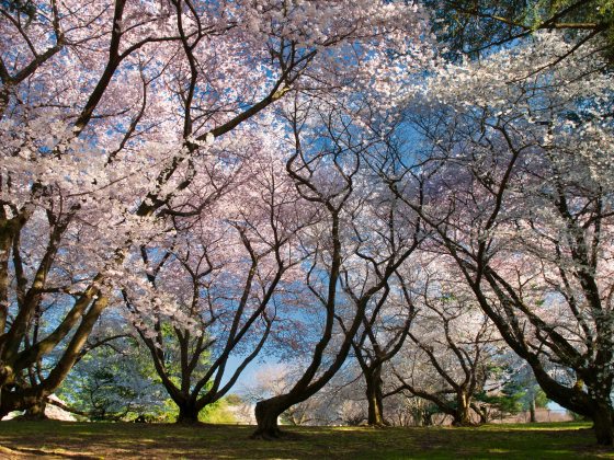 dark branching silhouettes of tree branches support a bounty of pink blossoms against a blue sky