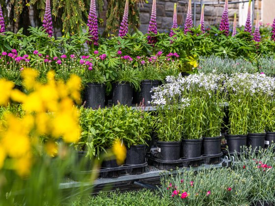 plants in pots lined up for sale
