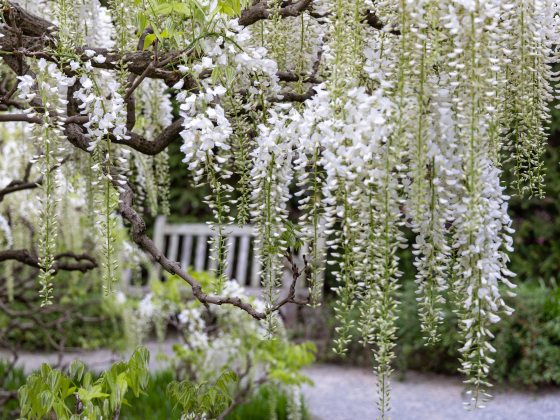 Cascades of white wisteria blossoms contrast with dark branches and green leaves, allowing a peek through to a white garden bench