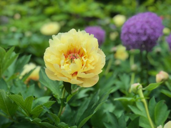 Yellow, multi-petal flower with divided green leaves.