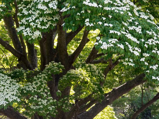 Tree with green leaves and white flowers.