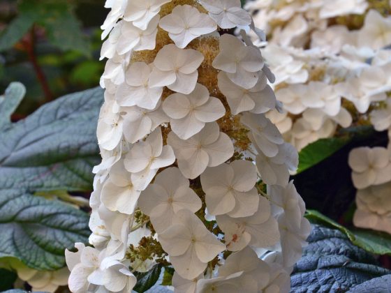 Panicle of small white flowers on deciduous shrub