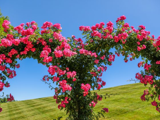 Pink blossoms of Rosa ′American Pillar′ ramble over garden arches through which can be seen glimpses of green lawn and blue sky