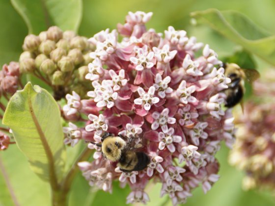 Clusters of pink miniature blooms along stock