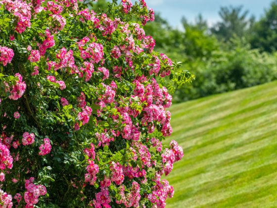 Archways abundant with small, bright pink roses.