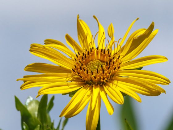 closeup of yellow-petaled flower with golden-brown center, atop slender green stem, surrounded by unopened buds and green leaves