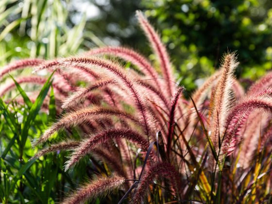 close up of fountain grass