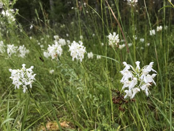 white orchids in tall grass