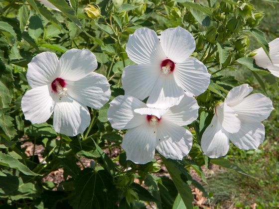 Large white, five peddled flower with a splash of red in the center