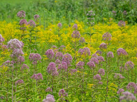 Meadow of purple and yellow flowers.