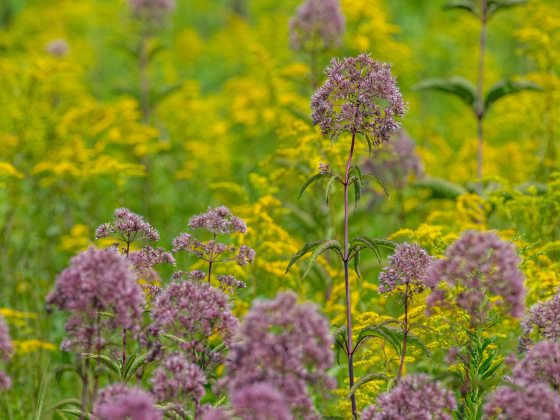 tall stems topped by large umbels of tiny pink flowers against a meadow backdrop of gold flowers and green foliage