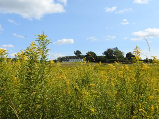 Field of tall yellow flowers
