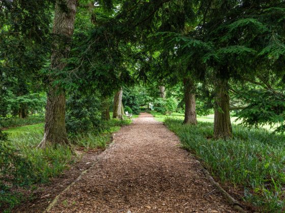 A walking path of woodchips leads through rows of tall green trees