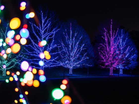 blurred colored lights in left foreground, with trees lit in green, blue, and fuchsia in the background